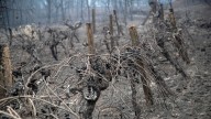 El Gobierno lanzará esta semana a consulta pública el decreto para dar ayudas a agricultores y ganaderos afectados por incendios