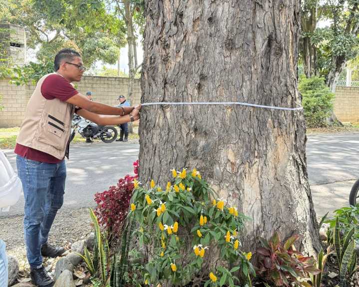 Con sensores de tomografía, la DGMA evalúa riesgos arbóreos en individuos del barrio Fátima