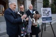 California lawmakers pass bill that will bar some popular puppy sellers