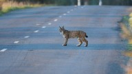 España probará avisos por GPS para alertar de linces en la carretera y evitar atropellos
