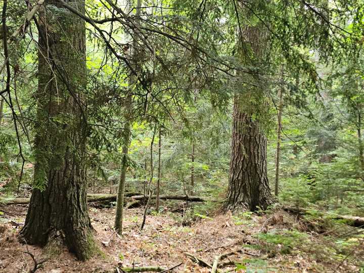 Pines at the tip of Michigan peninsula joins network of old
