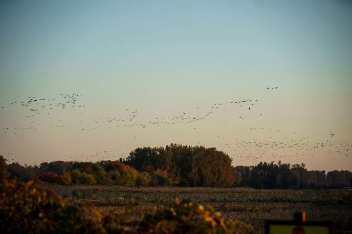 5.5 million birds expected to fly over Oregon on Monday night. Here’s how to help them