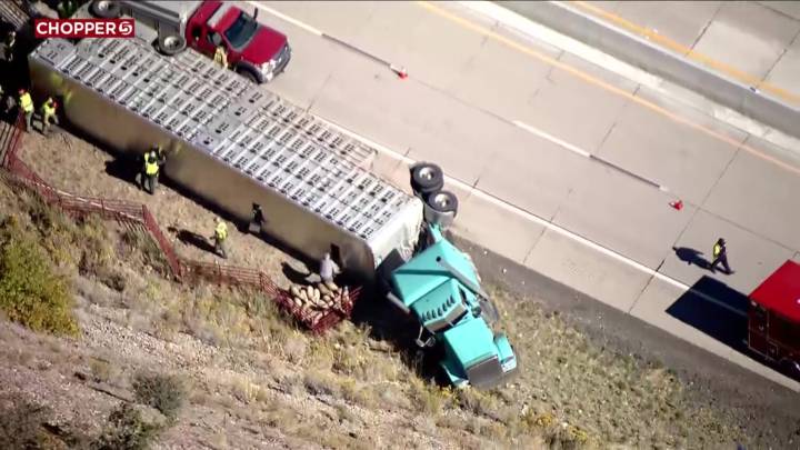 Semi rolls in Provo, killing multiple sheep