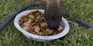 Wade Returns: Dog lost for two years found in Arkansas City
