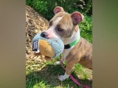 Pet of the Week: Meet Brad Pitty