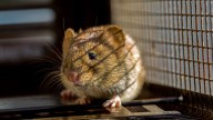 You’ve caught a mouse in a trap, now what? I asked pest experts how to safely dispose of it