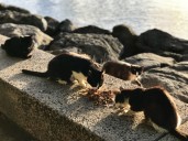 'Elvis Would Be Totally Against That': Feral Cat Battle Reaches Fever Pitch