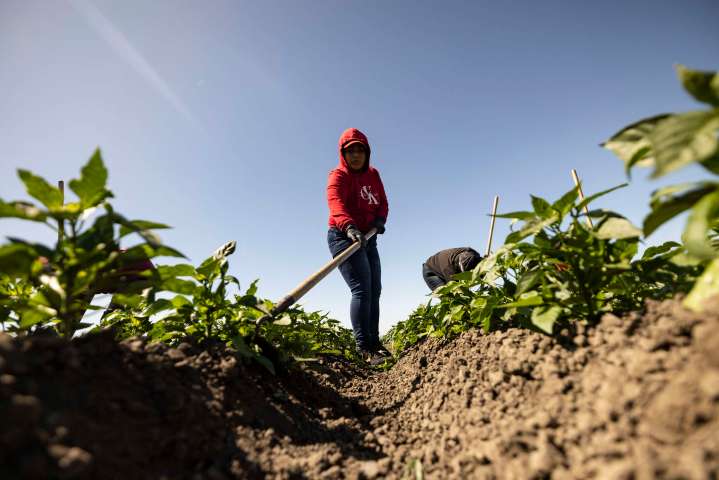For Mexican Workers, Temporary Farmwork Visas Facilitate Abuse and Exploitation