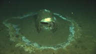 Científicos investigaron barriles sumergidos en la costa de Los Ángeles y descubrieron algo horrible