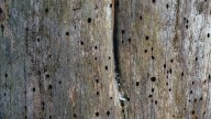 What It Means When Tiny Holes Appear On Trees (And What To Do Next)