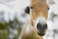 Why are wild horses returning to Spain?