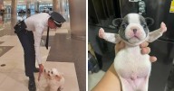 50 Of The Most Hilarious And Cute Dog-Themed ‘Important Animal Images’ To Brighten Your Day