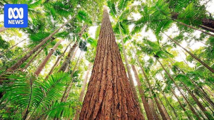 Fears for K'gari as researchers compile database of species on Australian islands