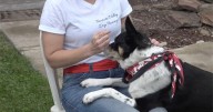 Middleton domestic violence survivor helps others heal with the support of therapy dogs