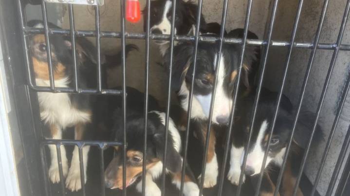 27 dogs seized from Pierce County home