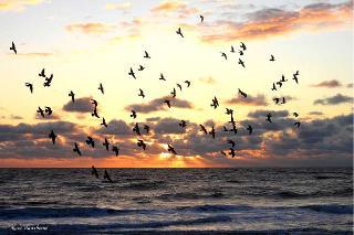 The Outer Banks Voice -   September sky with sunrise flight of the pigeons at Avalon Pier