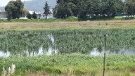 La Laguna de Ojuelos resurge tras las lluvias, pese a intentos de desecación
