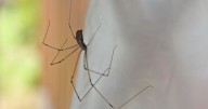 Spiders 'flee homes' thanks to homemade repellent