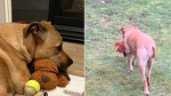 Texas Guard Dog And Her Tiny Partner Take On An Epic Backyard Adventure