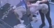 Dog groomer 'dismissed' as owner watched 'unacceptable' act live on CCTV