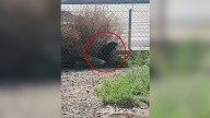 California Pup Abandoned Near Freeway Experiences A Life