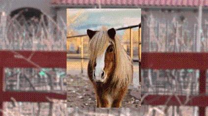 Corrales now voting for future pet mayor