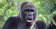 Disney World's oldest gorilla dies as heartbroken fans pay tribute to 'beautiful' ape