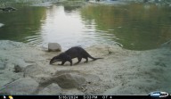 Trail cameras confirm presence of otters in Indian region