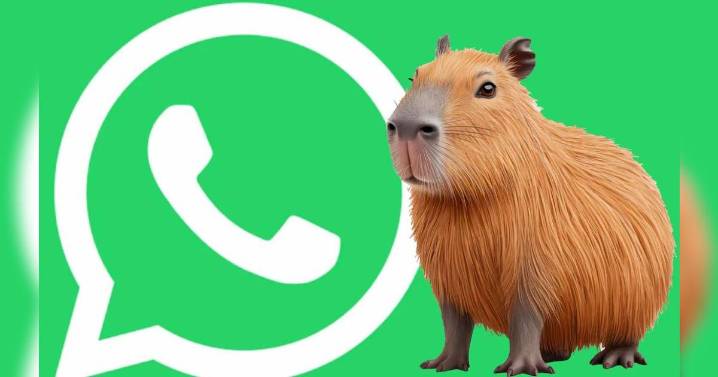 Guía actualizada para activar el verdadero 'MODO CAPIBARA' en WhatsApp totalmente gratis