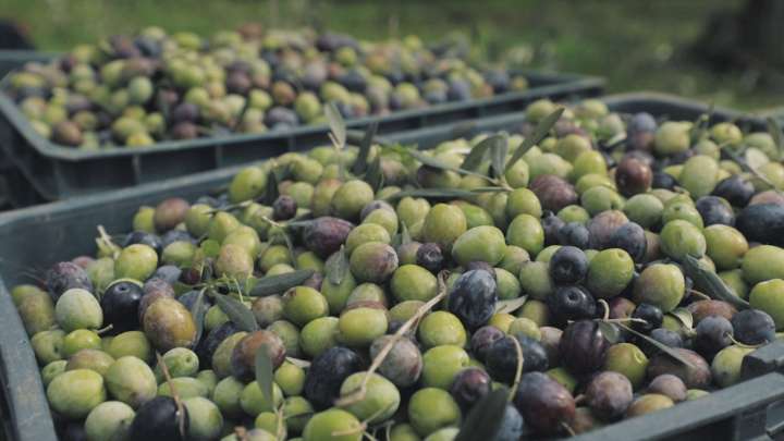 Agricultores de Arroyo de San Serván denuncian el robo de unos 5.000 kilos de aceituna More