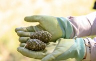 Volunteers make an impact on Colorado forests, one pine cone at a time