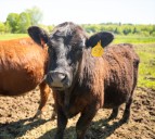UMaine Extension to host webinar on building a healthy, productive beef herd