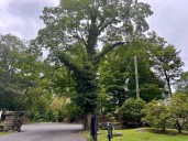 Cut the Ivy, Save the Tree