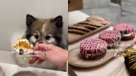 Nadie da crédito pero acaban de abrir una cafetería sólo para perros en España: ¿Pueden entrar los dueños?