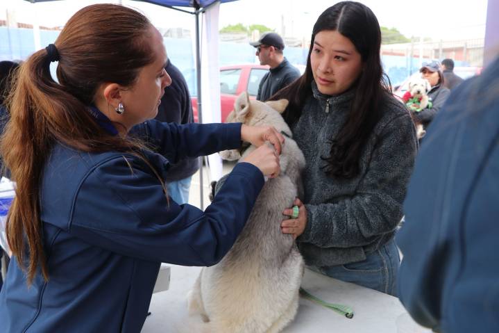 Día Mundial contra la Rabia: más de 250 mascotas vacunadas y educación en operativos en Copiapó y Chañaral