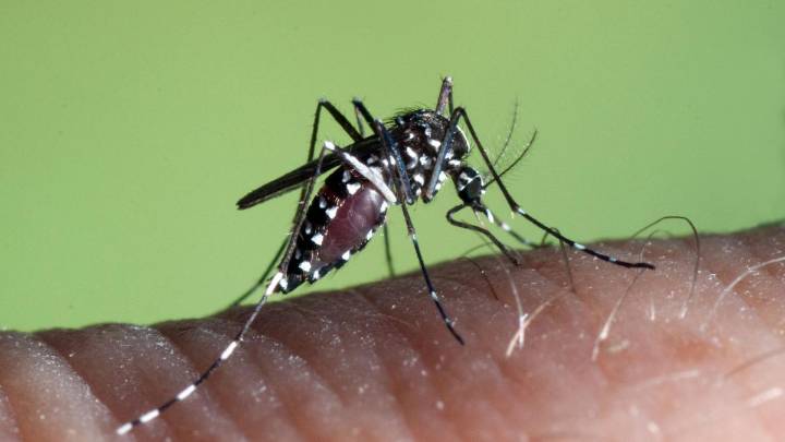 El mosquito tigre ha invadido ya una superficie de España en la que vive el 66% de la población