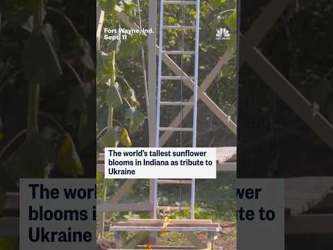The world's tallest sunflower blooms in Indiana as tribute to Ukraine