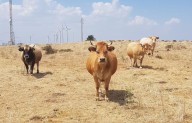 AVA-ASAJA mantiene su oposición al acuerdo con Mercosur por su impacto sobre el campo