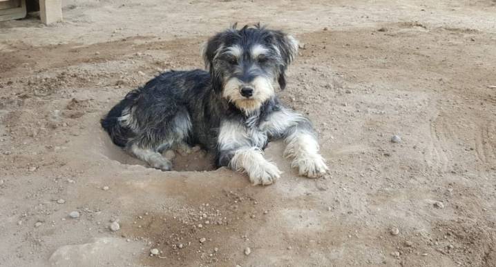 Día Mundial del Perro Adoptado: realizarán campaña de adopción y concientización en feria ‘Huellitas de Primavera’