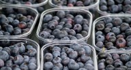 Agualima rumbo a China con exportación del arándano orgánico peruano