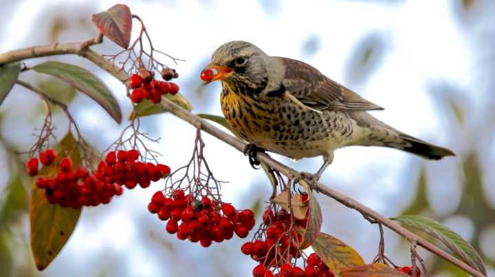 Prevent Squirrels & Birds From Ravaging Your Fruit Trees With A Simple Kitchen Essential