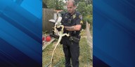 Is this yours? Cedar Rapids Police looking for owner of large iguana