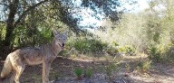 Ecólogo de vida silvestre desmiente mitos sobre los coyotes