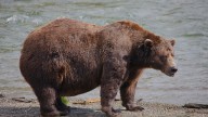 How Oregonians can vote for bears during Fat Bear Week