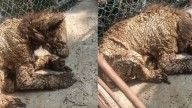 Activista reporta maltrato y abandono de una osa en zoológico de Nuevo León