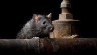 Rat Colony Beneath D.C. Disgusted To Find City Infested With Politicians
