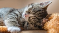 Cómo cuidar a un cachorro de gato recién adoptado, según especialistas en felinos