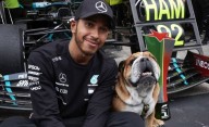Preocupación por la salud de Roscoe, el perro de Hamilton: “No sabemos si va a despertar”