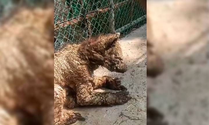 Zoológico de NL responde a caso de osa enferma