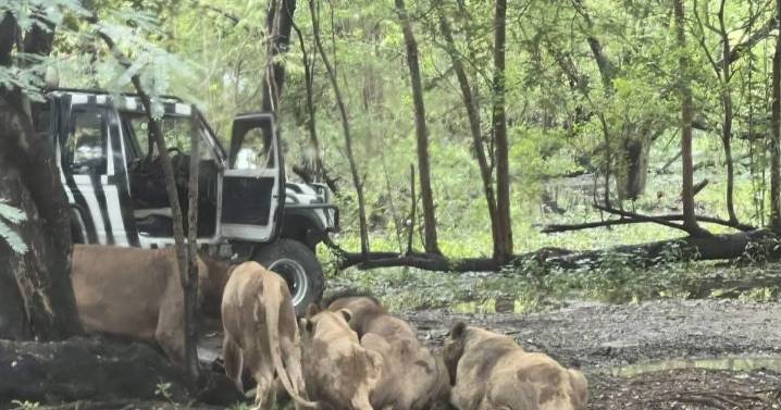 Zookeeper eaten alive by lions in front of horrified tourists who tried to help